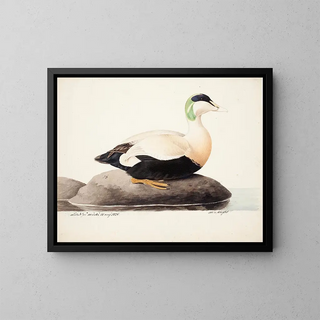 Eider à duvet mâle - Magnus von Wright — ingelijst kunstwerk aan de muur