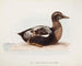 Eider à duvet mâle en été - Magnus von Wright — weergave van het kunstwerk