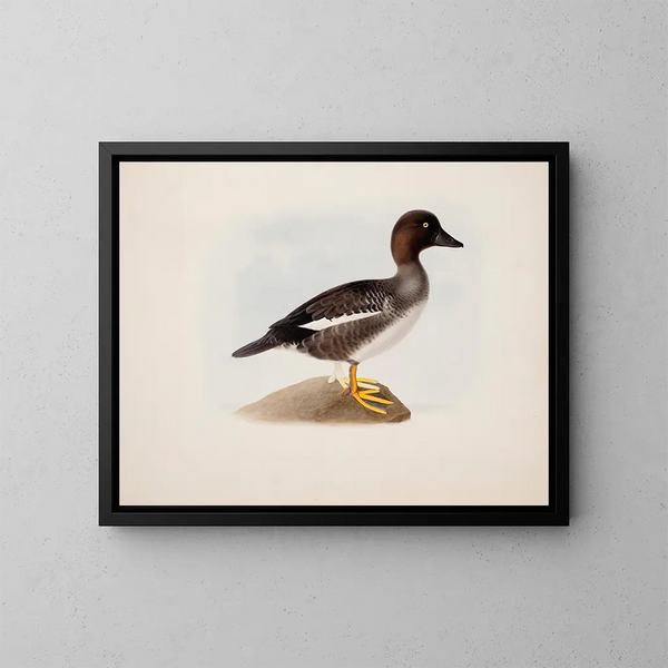 Eend Colvert - Magnus von Wright — ingelijst kunstwerk aan de muur