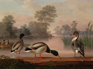 Eenden - Magnus von Wright — weergave van het kunstwerk