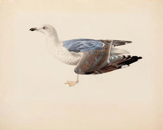 Grijze Meeuw - Magnus von Wright — weergave van het kunstwerk