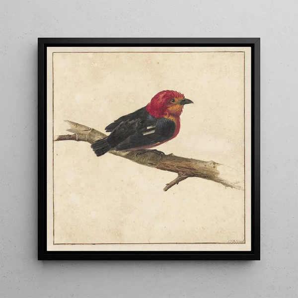 Manakin de l'oiseau surinamais Pipra Aureola - Carel Borchaert Voet