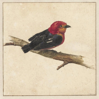 Manakin de l'oiseau surinamais Pipra Aureola - Carel Borchaert Voet