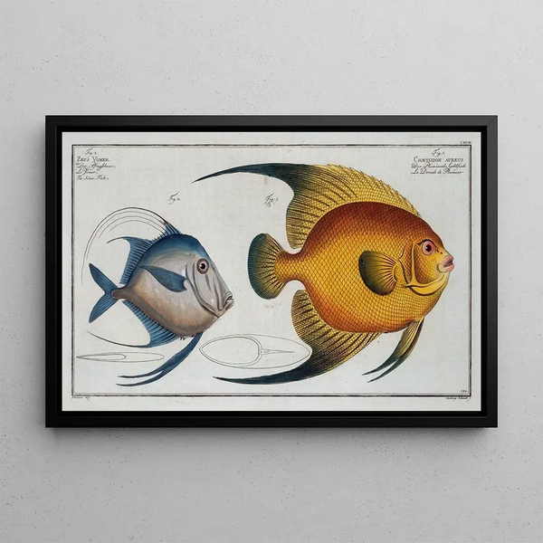 Marcus Elieser Bloch - 1Chaetodon aureus 2 Zeus Vomer The Silver Fish.webp