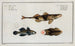 2 Perca Asper La Perche Rugueuse 3 Gobius Jozo De Gobi Blauwe - Marcus Elieser Bloch — weergave van het kunstwerk