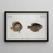 Chaetodon chinensis, de Chinese Chaetodon 2 Chaetodon kleinii, de Klein's Chaetodon - Marcus Elieser Bloch — ingelijst kunstwerk aan de muur