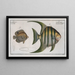 Chaetodon Plmieri 2 Chaetodon ocellatus - Marcus Elieser Bloch — ingelijst kunstwerk aan de muur
