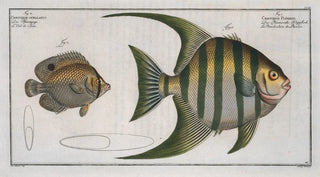 Marcus Elieser Bloch - 1 Chaetodon Plmieri 2 Chaetodon ocellatus.webp