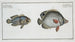Chaetodon bimaculatus 2 Chaetodon biaculeatus - Marcus Elieser Bloch — weergave van het kunstwerk