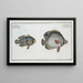 Chaetodon bimaculatus 2 Chaetodon biaculeatus - Marcus Elieser Bloch — ingelijst kunstwerk aan de muur