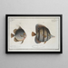 Chaetodon rostratus 2 Chaetodon orbis - Marcus Elieser Bloch — framed artwork on a wall
