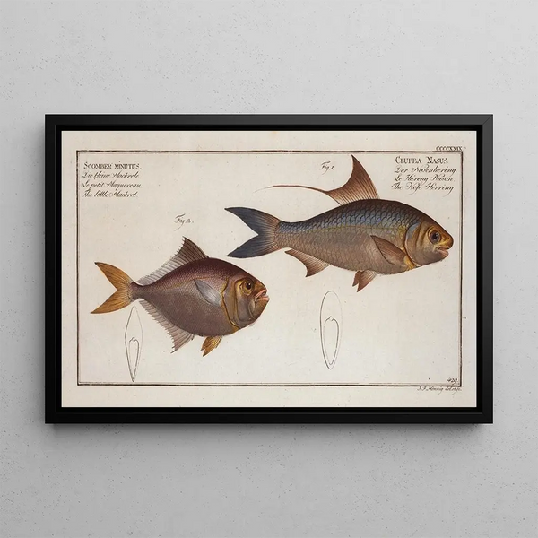 Marcus Elieser Bloch - 1 Clupea Nasus The NoseHerring 2 Scomber minutus The little Mackrel.webp