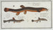 Cobitis fossilis de blaasvis 2 Cobitis taenia de lintvis 3 Cobitis bartula de barbvis - Marcus Elieser Bloch — weergave van het kunstwerk