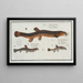 Cobitis fossilis de blaasvis 2 Cobitis taenia de lintvis 3 Cobitis bartula de barbvis - Marcus Elieser Bloch — ingelijst kunstwerk aan de muur