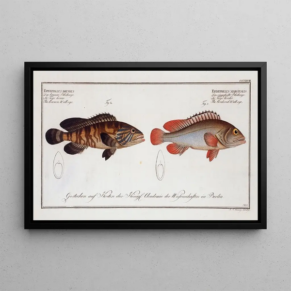 Marcus Elieser Bloch - 1 Epinephelus marginalis The bordered Walleye 2 Epinephelus bruneus The brown Walleye.webp