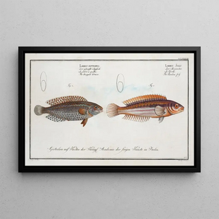 Marcus Elieser Bloch - 1 Labrus Julis The Rainbowfish 2 Labrus Guttatus The dropped Wrasse.webp