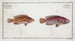 Lutjanus videns Le Double-dent 2 Lutjanus notatus Le lutjan tacheté - Marcus Elieser Bloch — weergave van het kunstwerk