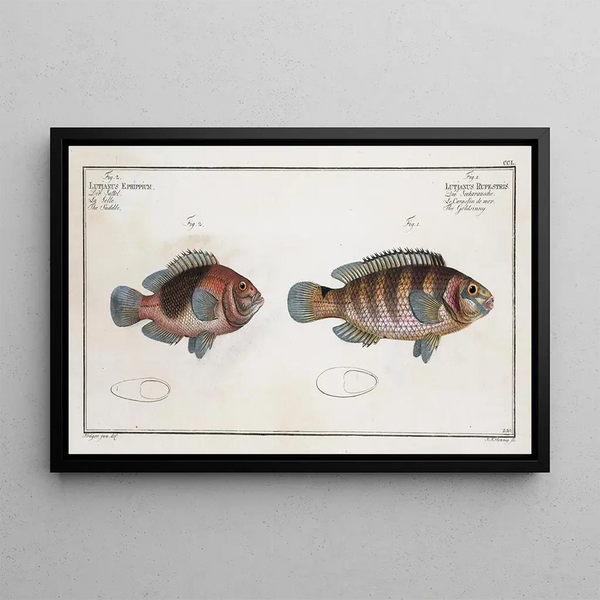 Marcus Elieser Bloch - 1 Lutjanus Rupestris The Goldsinny 2 Lutjanus Ephippium The Saddle.webp