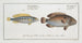 Perca bimaculata L'Acara 2 Perca brasiliensis De Braziliaanse snoek - Marcus Elieser Bloch — weergave van het kunstwerk