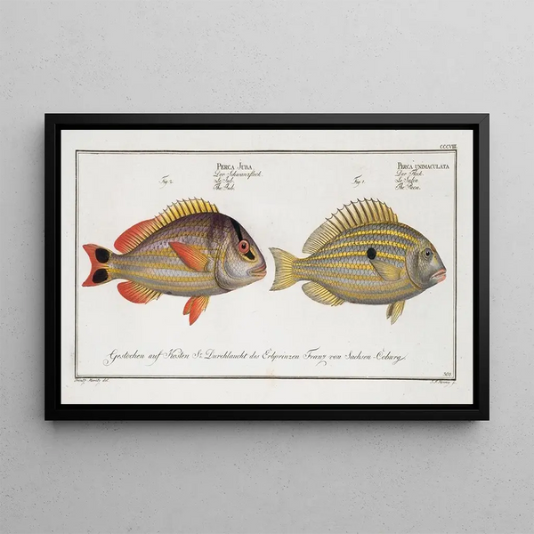 Marcus Elieser Bloch - 1 Perca unimaculata The Pacu 2 Perca Juba The Jub.webp