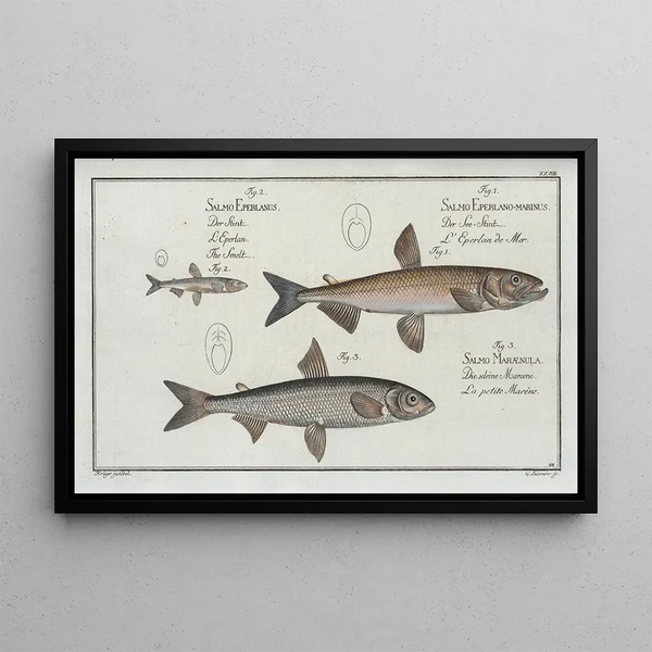 Marcus Elieser Bloch - 1 Salmo Eperlanomarinus The Smelt 2 Salmo Eperlanus The Lesser Smelt 3 Salmo Marnula The Small Marne.webp
