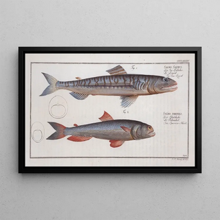 Marcus Elieser Bloch - 1 Salmo Saurus The SeaLizard 2 Salmo foetens SeaSparrowHawk.webp