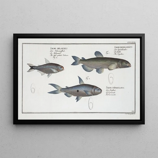 Marcus Elieser Bloch - 1 Salmo groenlandicus The Capelan 2 Salmo melanurus The tailspotted Salmon 3 Salmo unimaculatus The Curimate.webp