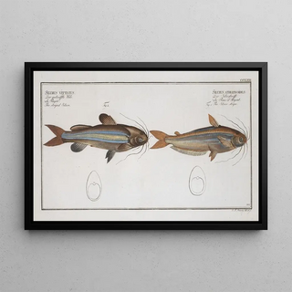 Marcus Elieser Bloch - 1 Silurus atherinoides The Silver stripe 2 Silurus vittatus The striped Silure.webp