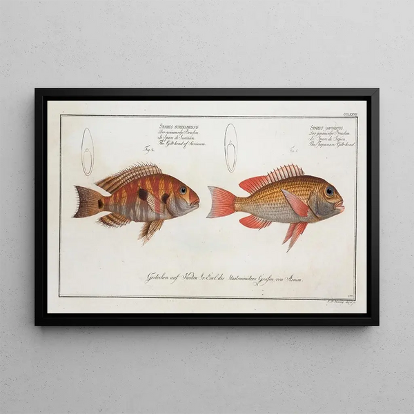 Marcus Elieser Bloch - 1 Sparus Japonicus The Japanese Gilthead 2 Sparus Surinamensis The Gilthead of Surinam.webp