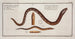 Synbranchus immaculatus The spotless swamp eel 2 Sphagebranchus rostratus The double Chingilt - Marcus Elieser Bloch — artwork view