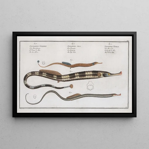 Marcus Elieser Bloch - 1 Syngnathus Typhle The Neelde FIsh 2 Syngnathus Acus The Pipe Fish 3 Syngnathus Ophidion The Sea Adder.webp