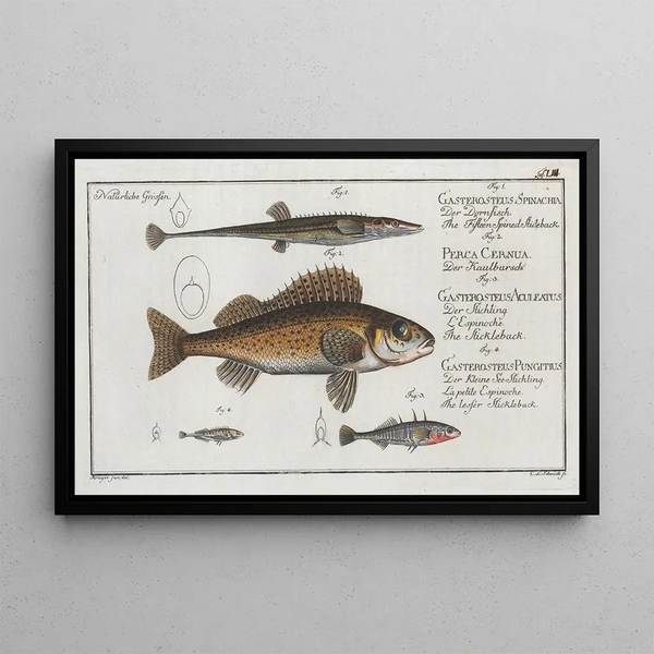 Marcus Elieser Bloch - 1 The FifteenSpined Stickleback 2 The Ruffe 3 The Stickleback 4 The lesser Stickleback.webp