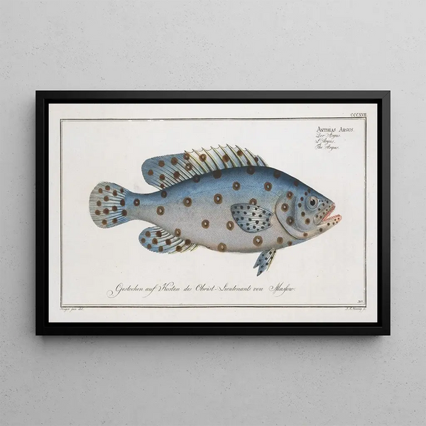 Marcus Elieser Bloch - Anthias Argus The Argus.webp