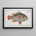 Anthias Johnii Le Grondin de Johns - Marcus Elieser Bloch — ingelijst kunstwerk aan de muur