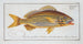 Anthias formosus Le Grondin - Marcus Elieser Bloch — weergave van het kunstwerk