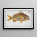 Anthias formosus Le Grondin - Marcus Elieser Bloch — ingelijst kunstwerk aan de muur