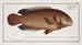 Anthias testudineus, de schildpadvis - Marcus Elieser Bloch — weergave van het kunstwerk