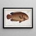 Anthias testudineus, de schildpadvis - Marcus Elieser Bloch — ingelijst kunstwerk aan de muur