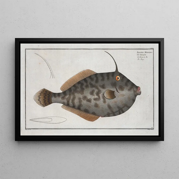 Marcus Elieser Bloch - Balistes Monoceros The Mingo.webp
