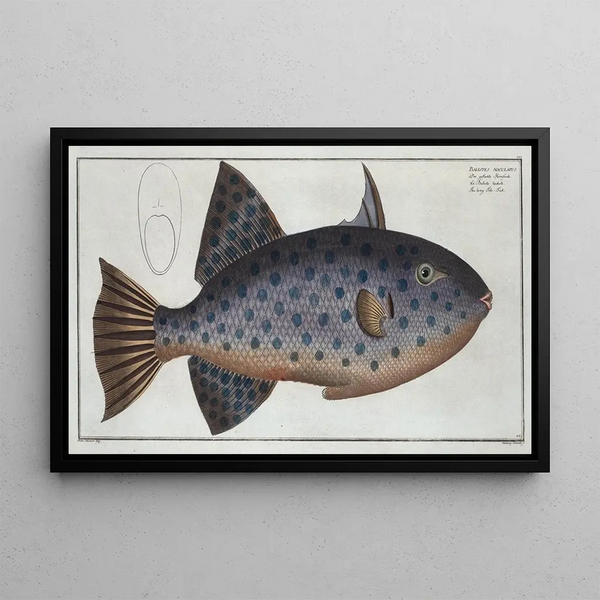 Marcus Elieser Bloch - Balistes maculatus The long FileFish.webp