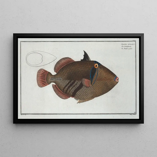 Marcus Elieser Bloch - Balstes aculeatus.webp
