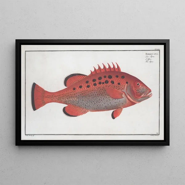 Marcus Elieser Bloch - Bodianus apua The Apue.webp