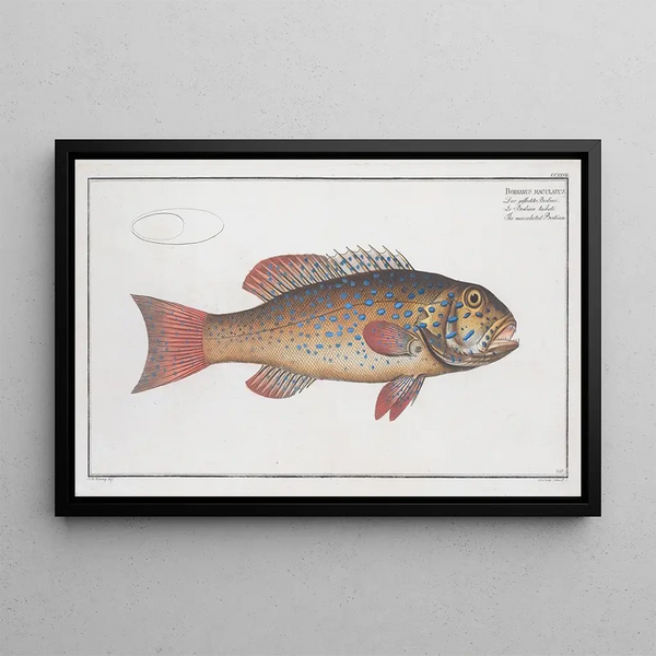 Marcus Elieser Bloch - Bodianus maculatus The maculated Bodian.webp