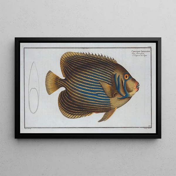 Marcus Elieser Bloch - Chaetodon Imperator.webp