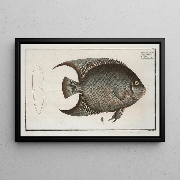 Marcus Elieser Bloch - Chaetodon ciliaris The Hairy AngelFish.webp