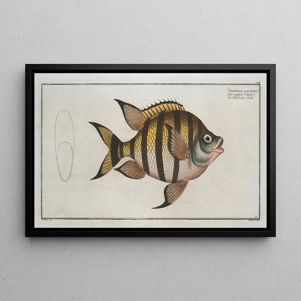 Marcus Elieser Bloch - Chaetodon marginatus.webp