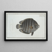 Chaetodon suratensis - Marcus Elieser Bloch — ingelijst kunstwerk aan de muur