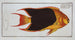 Chaetodon tricolor The tricolor - Marcus Elieser Bloch — artwork view