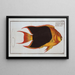 Chaetodon tricolor The tricolor - Marcus Elieser Bloch — framed artwork on a wall