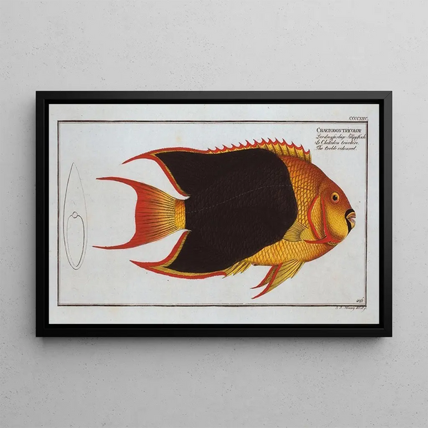 Marcus Elieser Bloch - Chaetodon tricolor The treblecoloured.webp